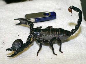 ������ �������������� ���������, ���������(�����)