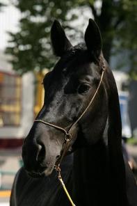 ������ ���������� ������ ���������� � ����