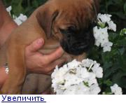 Элитные щенки бульмастифа Шоу Класса