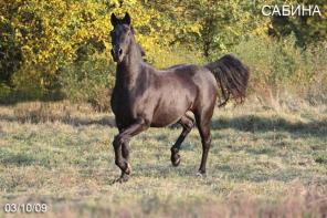 ��������� ��������� ������ ������