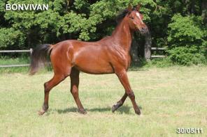 Продается лошадь: арабский жеребчик БОНВИВАН