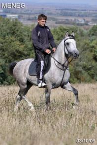 Продажа лошадей арабской чистокровной породы