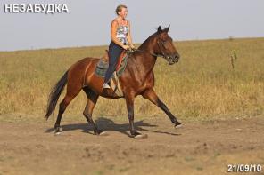 ��������� ������: ������ ���������