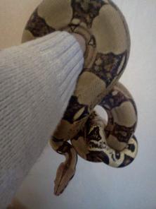 Продам императорского удава 160см