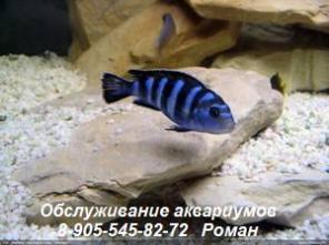 Обслуживание аквариумов, чистка