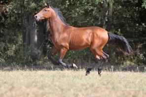 Продается лошадь: жеребчик МОЛИБДЕН