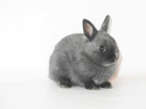 ���������� �������