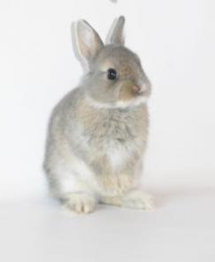 ���������� �������