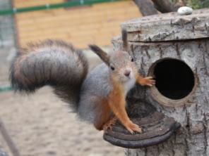 Белка, Белки, Бельчата