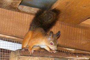 Белка, Белки, Бельчата