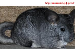 �������� �����