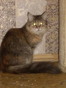 Сибирская кошка