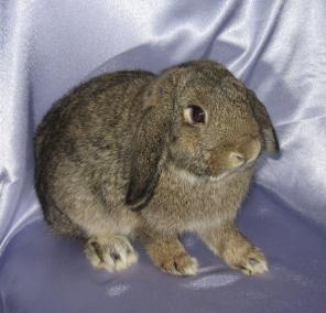 Карликовые крольчата разных пород и окрасов из питомника