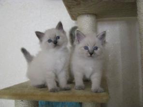 Невские Маскарадные котята