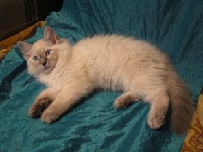 Невские Маскарадные котята
