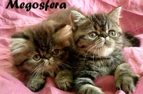 Котята персы и плюшевые экзоты