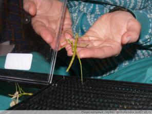 Аннамские палочники в дар.