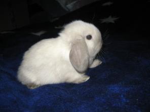 Супер карликовые вислоухие крольчата из питомника Siam-Daiaiz