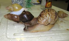 Продам гигантских и небольших сухопутных улиток, кокосовый грунт, мох, сепию, коряги