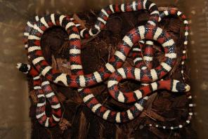 ������ �������� � ����������� ����.������