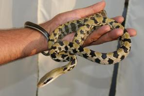 ������ �������� � ����������� ����.������