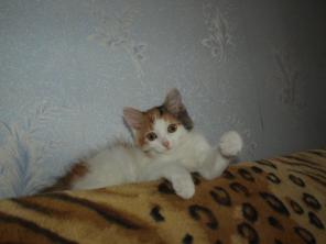 Котенок Агуша - пушистая трехцветка