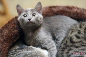 Маленький котеночный ребенок Зидан.