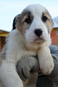 Среднеазиатской овчарки щенков