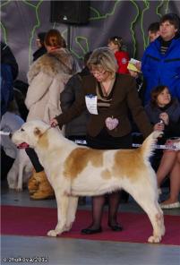 Среднеазиатской овчарки щенков