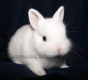 Крольчата из питомника "Созвездие"