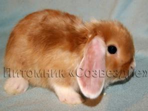 Крольчата из питомника "Созвездие"