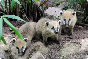 ������, ������, ���������, ����, ������ ������