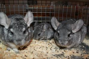 ���������� �������