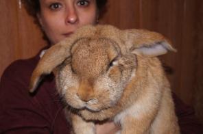 супер кролики!