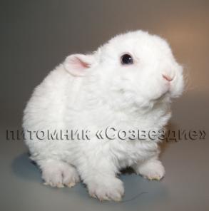 Карликовые крольчата