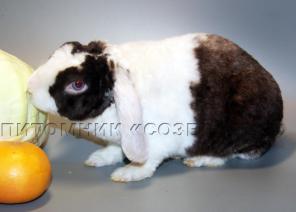 Карликовые крольчата
