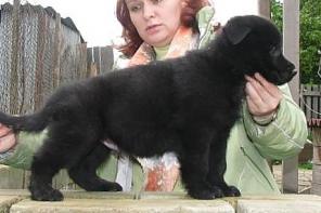 Восточноевропейская овчарка.Чёрные щенки.