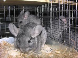 Разведение шиншилл