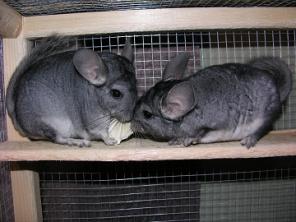 ����������� �����