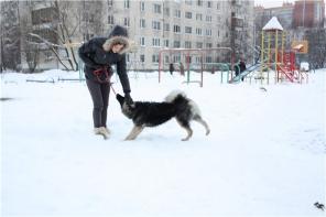 Отдам собаку породы кеесхонд