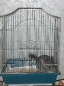 Продаю шиншиллу. в хорошие руки самка-«стандарт»,