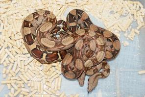 Продажа рептилий и других экзотических животных. Краснодар