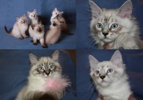 Невские Маскарадные Котята, срочно, недорого!