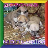 Чихуахуа щенки на продажу