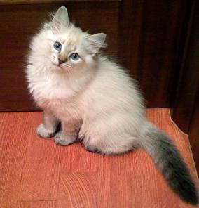Невские маскарадные голубоглазые котята- ФОТО