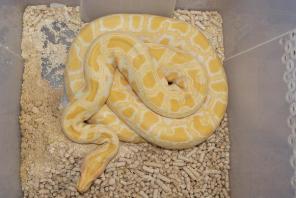 Продажа рептилий в Краснодаре