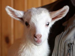 ���������� ����