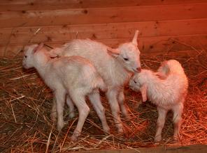 ���������� ����