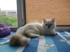 невские маскарадные котята