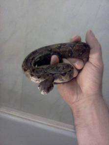 Продам удава, питона, хамелеона